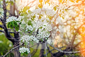 Blooming apple tree. Spring background of blooming trees.