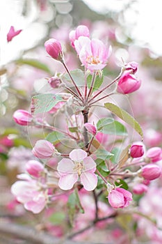 Blooming apple tree on spring. Flowering Crabapple in the park. Closeup of pink blossoming branches. Background with flowers in bl