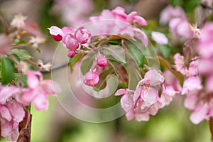 Blooming apple tree. Spring flowering trees