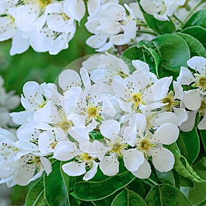 Fioritura albero di mele. primavera fioritura da alberi. albero di mele bianco fiori 