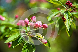 Blooming apple tree in the spring garden