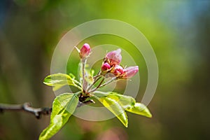 Blooming apple tree in the spring garden