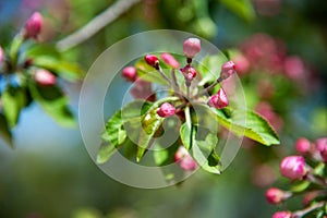 Blooming apple tree in the spring garden