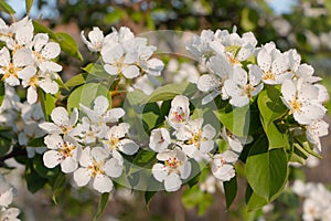 Blooming apple tree in the spring garden. Close up of white flowers on a tree
