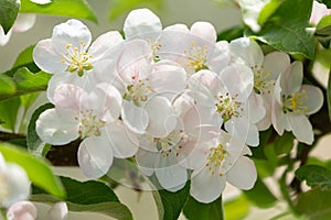 Blooming apple tree in the spring garden. White flowers on a tree