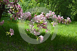 Blooming apple tree in spring. Malus Niedzwetzkyana. Branch with pink flowers on the background of green grass