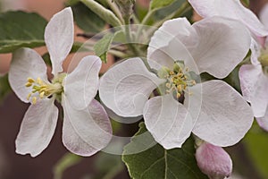 Blooming apple tree in spring . Pink delicate flowers on a branch of the Apple tree.