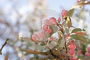 Blooming apple tree on spring, soft focus. Closeup of pink blossoming branches. Background with flowers in bloom