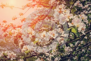 Blooming apple tree in spring time.