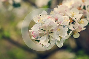 Blooming apple tree in spring time.