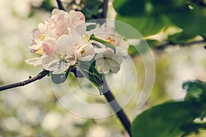 Blooming apple tree in spring time.