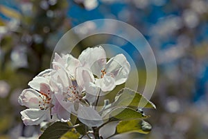 Blooming apple tree