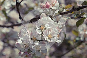 Blooming apple tree