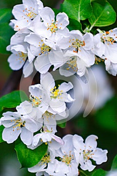 Manzana flores en la primavera 