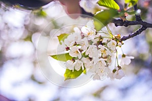 Blooming apple tree in spring time. Flower.