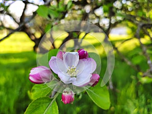 Blooming apple tree in spring time near Nava vilage, Comarca de la Sidra, Asturias, Spain photo