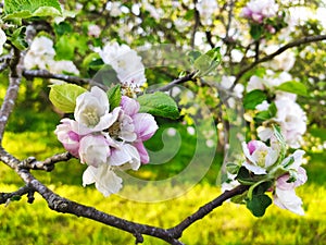 Blooming apple tree in spring time near Nava vilage, Comarca de la Sidra, Asturias, Spain photo