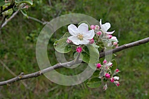 Blooming apple tree in springtime