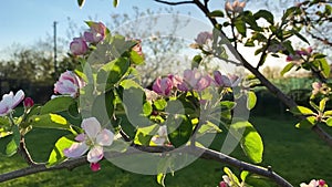 Blooming of the apple tree in springtime