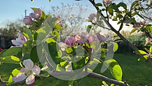 Blooming of the apple tree in springtime