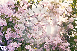 Blooming apple tree with sun flare