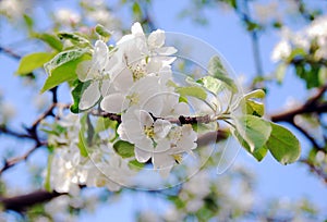 Blooming apple tree in a sunny day.