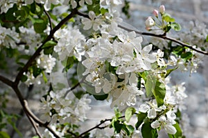 Blooming apple tree. Tender white flowers in spring. City greening