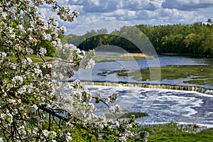 .blooming apple tree  and Venta Rapid is a waterfall on background on the Venta River in Kuldiga, Latvia photo