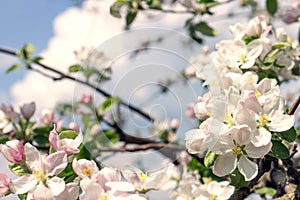 Blooming apple tree. Warm color toned image