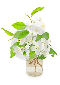 Blooming apple tree in water