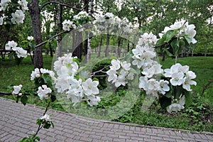 Blooming apple tree white flower close-up in a spring garden. Delicate beauty.