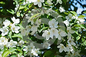 Blooming apple tree. white flowers in the city park.