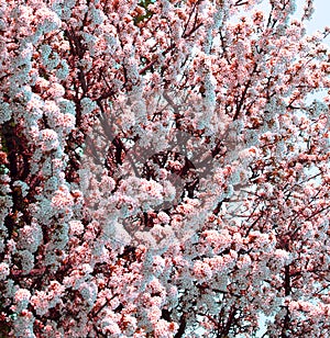 Blooming Apple Tree. White and Pink Flowers on Branches in Springtime.