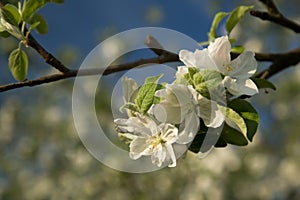 Blooming apple trees 1