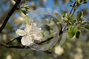 Blooming apple trees 2