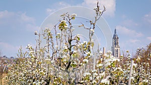Apple trees in the Betuwe Netherlands photo