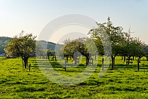 Blooming apple trees in the evening sun, Essen