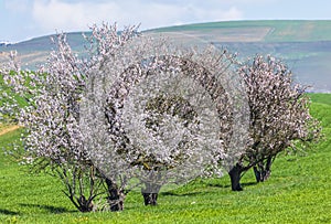 Blooming apple trees in a field in spring