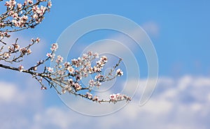 Blooming apple trees in a field in spring