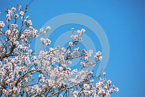 Blooming apple trees in a field in spring