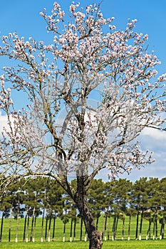 Blooming apple trees in a field in spring