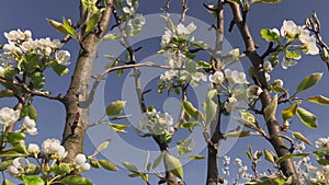 Blooming Apple Trees. Flower pollen whiskers.