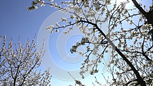 Blooming apple trees in the garden, airplain in the sky on the baackground