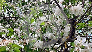 Blooming apple trees, garden with apple trees 4