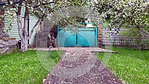Blooming apple trees, garden with apple trees 7