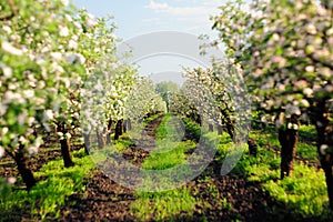 Blooming apple trees garden with green grass at sunset