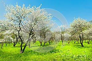 Blooming apple trees garden natural view of korea photo