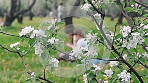 Blooming apple trees with large white-pink flowers on the background of a beautiful blurred spring park on a sunny day