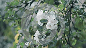 Blooming apple trees with large white-pink flowers on the background of a beautiful blurred spring park on a sunny day