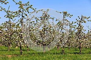 Blooming Apple Trees Orchard
